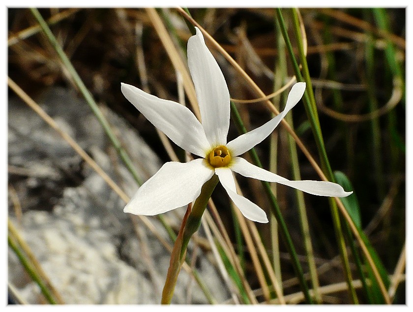 Narcissus serotinus / Narciso autunnale